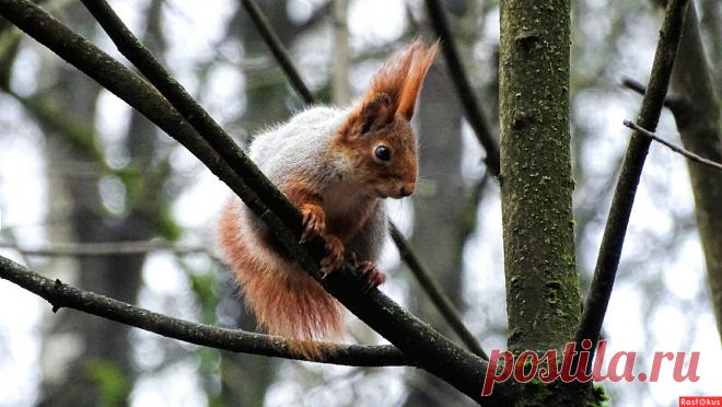 Фото: Белка городского парка.. Фотограф Владимир Милешкин. Фото животных. Фотосайт Расфокус.ру