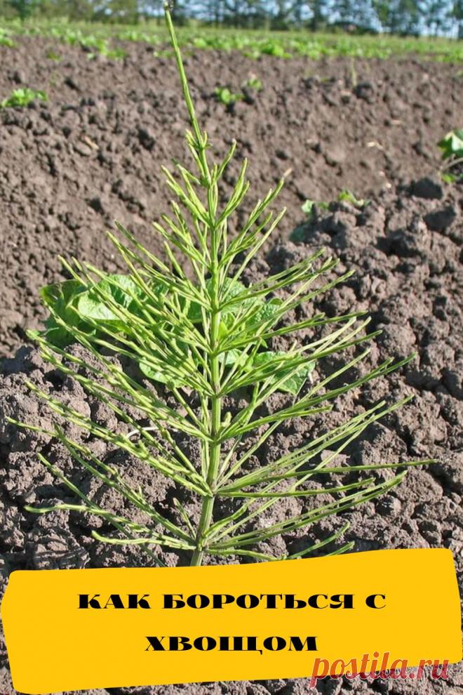 как бороться с хвощом