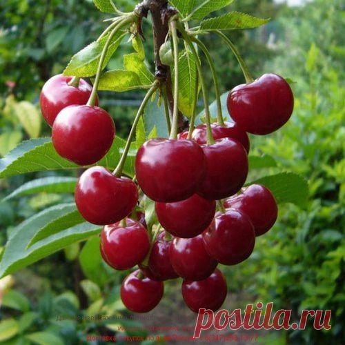 Самые интересные сорта вишни для маленьких садов