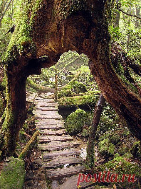 легенда о дереве