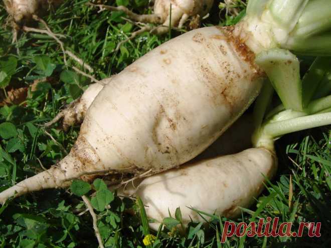 Продукты, о которых мы стали забывать | Кухня Пацифиста | Яндекс Дзен