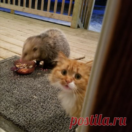 Опоссума приютили хозяева, и он ест кошачью еду из его миски. Кот в шоке, а его реакция бесценна