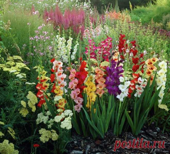 ВАЖНЫЕ МОМЕНТЫ ПРИ ВЫРАЩИВАНИИ ГЛАДИОЛУСОВ | Журнал 