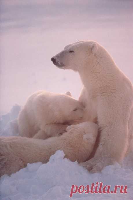 animals house – Google+
