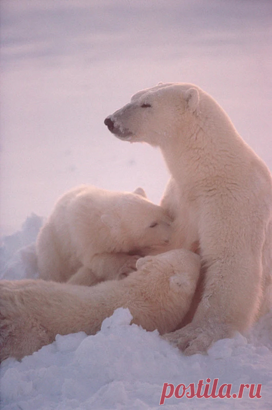 animals house – Google+