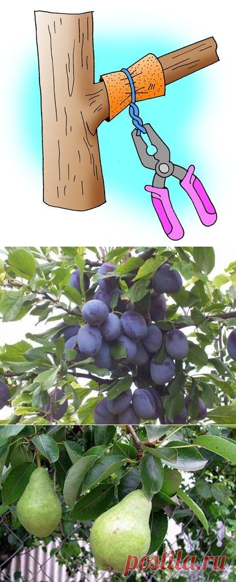 ПЛОДЫ  НА   ДЕРЕВЬЯХ