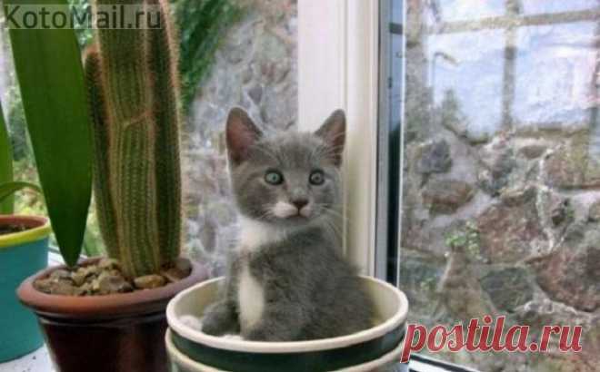 Кошки - цветы жизни