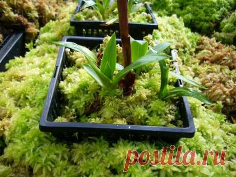 Чем закрывают землю в горшках комнатных растений - красиво, нет плесени и мошек