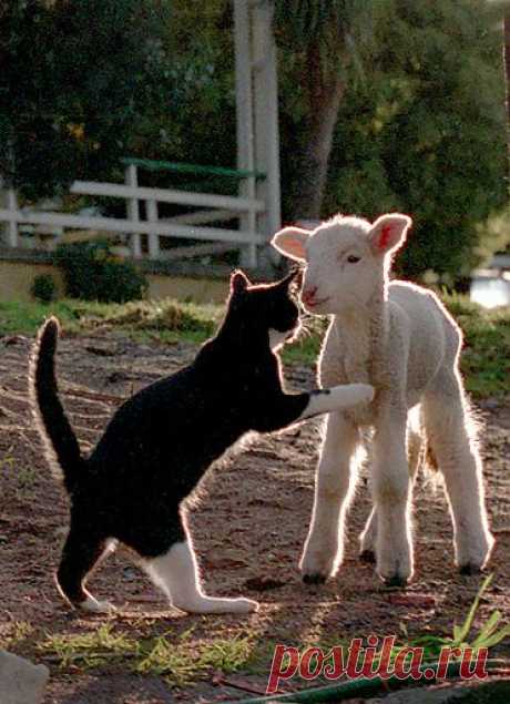 Lulu &amp; The Lamb | Flickr - Photo Sharing!