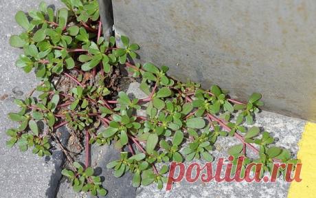 Прекратите называть это сорняком, эта трава - одно из лучших растений для укрепления вашего здоровья!