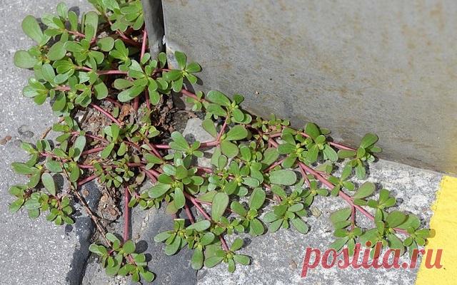 Прекратите называть это сорняком, эта трава - одно из лучших растений для укрепления вашего здоровья!