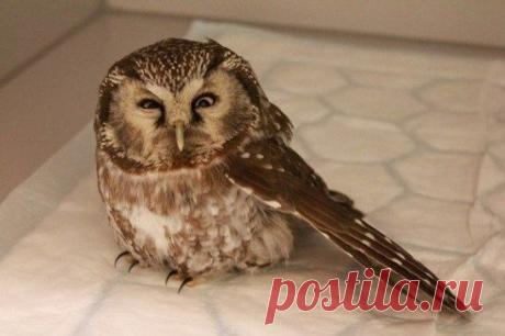 Словно сова задумала пакость :)