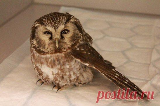 Словно сова задумала пакость :)