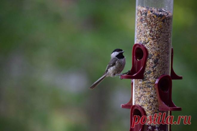 Кормушки для птиц в саду ~ Planetalsad
