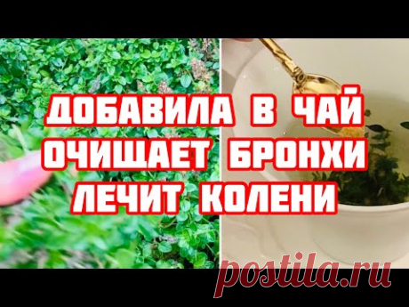 Медсестра подтверждает!Пила этот Чай 1 чашку в день!Бронхи, Лёгкие Чистые в Коленях боли нет