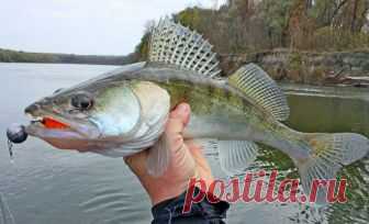 Ловля судака перед ледоставом | Все о ловле рыбы 🎣 Рыбалке.нет