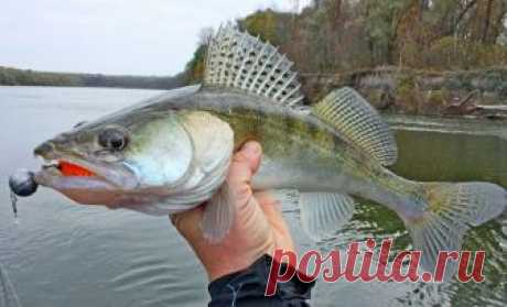 Ловля судака перед ледоставом | Все о ловле рыбы 🎣 Рыбалке.нет