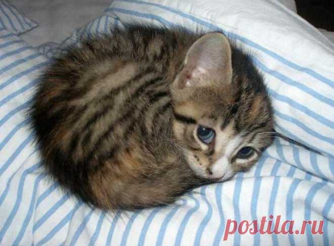 Милые малыши-котята растопят ваше сердце