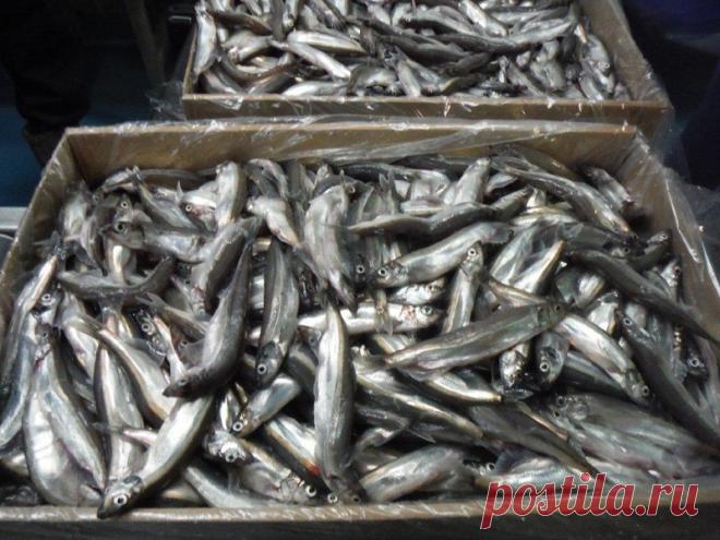 ГРОШОВАЯ РЫБА ОКАЗАЛАСЬ НА ВЕС ЗОЛОТА: ПОЛЕЗНЕЕ КРАСНОЙ