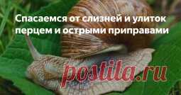 Перцовая защита - Садоводка