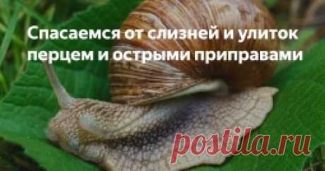 Перцовая защита - Садоводка