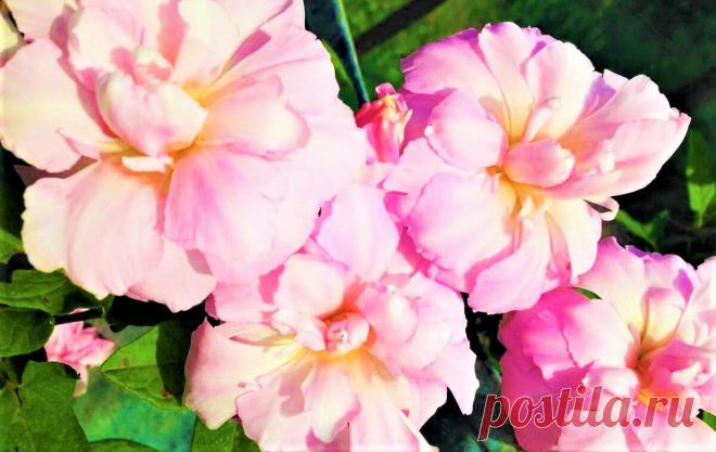 Удивительно живучее и красивое растение! Цветет до морозов и в особом уходе не нуждается | GardenLife | Дзен