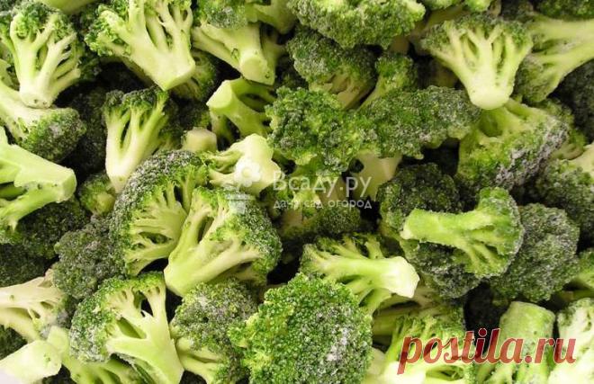 Как заморозить брокколи в домашних условиях Заморозка брокколи в домашних условиях: выбор овощей, предварительная подготовка. Возможна ли заморозка фруктов на зиму в домашних условиях с брокколи