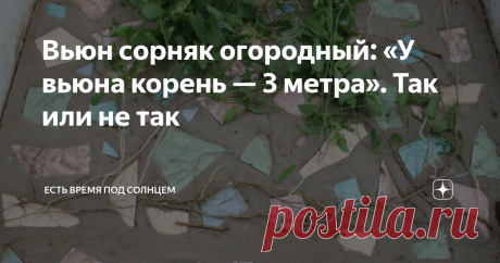 Вьюн сорняк огородный: «У вьюна корень — 3 метра». Так или не так После моей статьи осенью, в которой я рассказывала про свой опыт борьбы с сорняками, и в особенности с вьюном, пришло довольно много комментариев. Как положительных, так и критических. Но мне показались интересными особенно два отзыва. В одном, я прочитала такой совет: «Нельзя нарушать поверхность почвы, перекапывая ее, чтобы семена сорняков не выносить из земли на поверхность». Другими словами, этот читател...