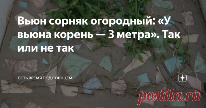 Вьюн сорняк огородный: «У вьюна корень — 3 метра». Так или не так После моей статьи осенью, в которой я рассказывала про свой опыт борьбы с сорняками, и в особенности с вьюном, пришло довольно много комментариев. Как положительных, так и критических. Но мне показались интересными особенно два отзыва. В одном, я прочитала такой совет: «Нельзя нарушать поверхность почвы, перекапывая ее, чтобы семена сорняков не выносить из земли на поверхность». Другими словами, этот читател...