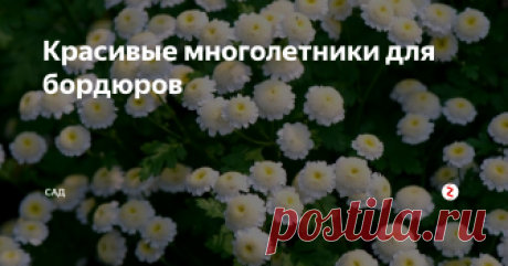 Красивые многолетники для бордюров