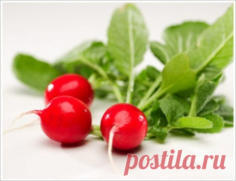 Готовим необычные блюда из редиса