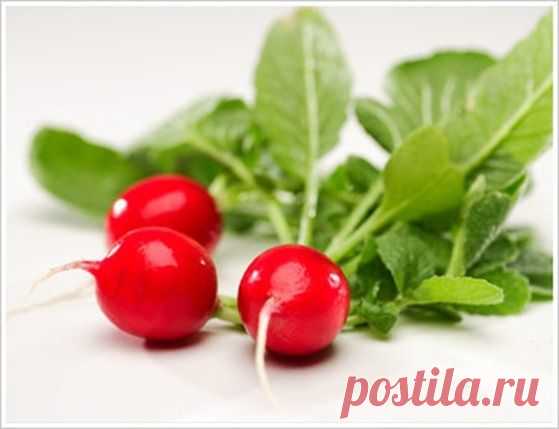 Готовим необычные блюда из редиса