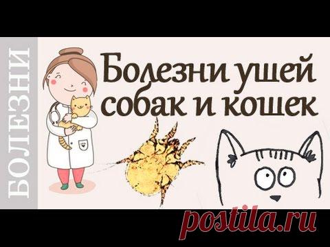 Болезни ушей у собак и кошек. #Советы_ветеринара​
