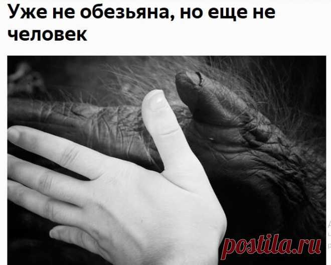 Опытный психолог онлайн #voloxina_ru #chto_pochitat_ https://zen.yandex.ru/media/chto_pochitat_/uje-ne-obeziana-no-esce-ne-chelovek-5cc49ec3c839c900b058cd7a