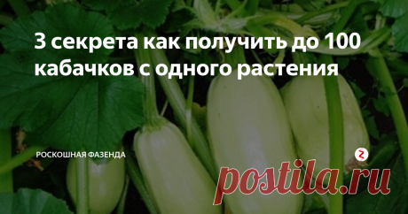 3 секрета как получить до 100 кабачков с одного растения Кабачки, а так же их еще называют цукини, являются одним из популярных овощей. Кроме того они еще обладают большим количеством полезный веществ и содержат такие витамины как калий, магний, фосфор, каротин и даже железо.