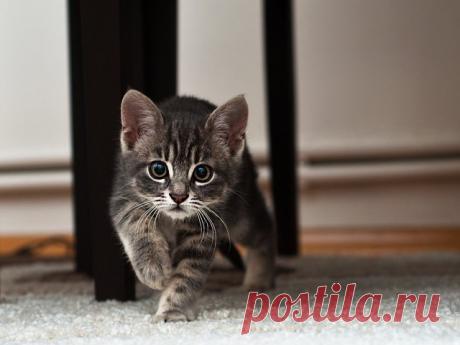 Собака завела себе питомца Вот пришел ты домой, а там сюрприз — твоя собака завела себе котёнка