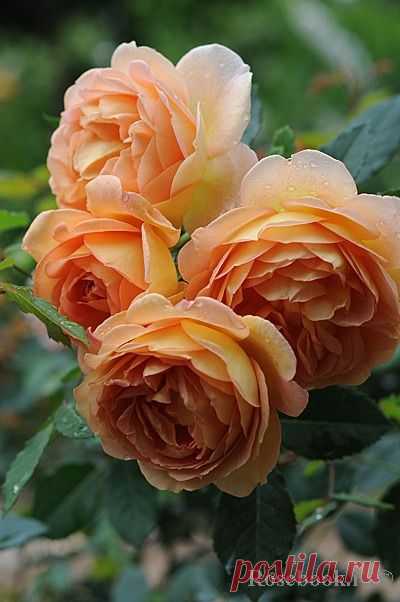 Lady of Shalott (AUSnyson) :: Энциклопедия роз