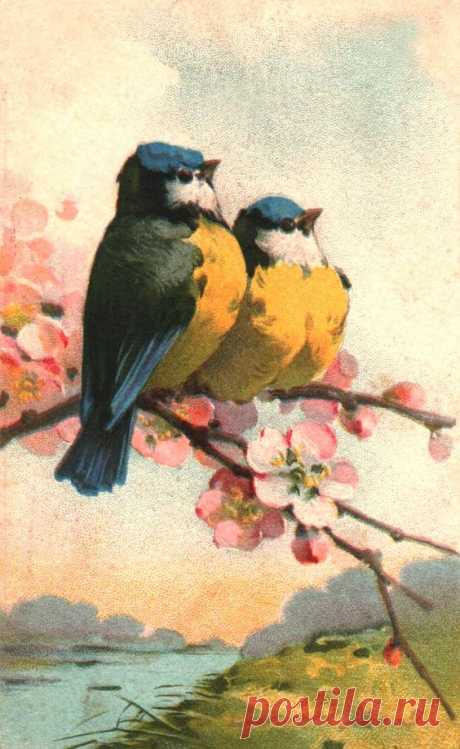 Catherine Klein | Nature/Fleurs/Oiseaux/Papillons/Feuilles