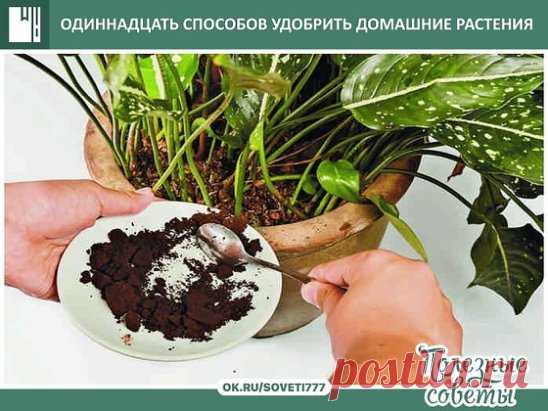 ОДИННАДЦАТЬ СПОСОБОВ УДОБРИТЬ ДОМАШНИЕ РАСТЕНИЯ