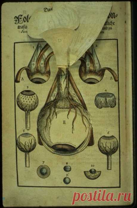Руководство по офтальмологии, 1583 год: med_history — ЖЖ