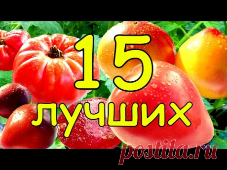 ТОЛЬКО ЛУЧШИЕ сорта томатов. 15 ШИКАРНЫХ помидоров в одном видео