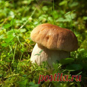 Выращиваем белые грибы на собственном участке | Огородник (Усадьба)