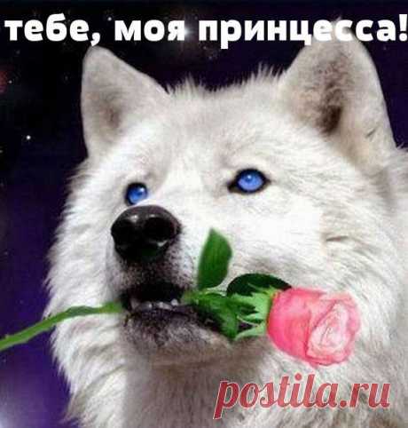 Анимированные фоны