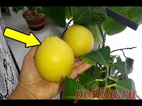 Домашние лимоны будут с голову если ухаживать этим способом! Как ухаживать за домашним лимоном?