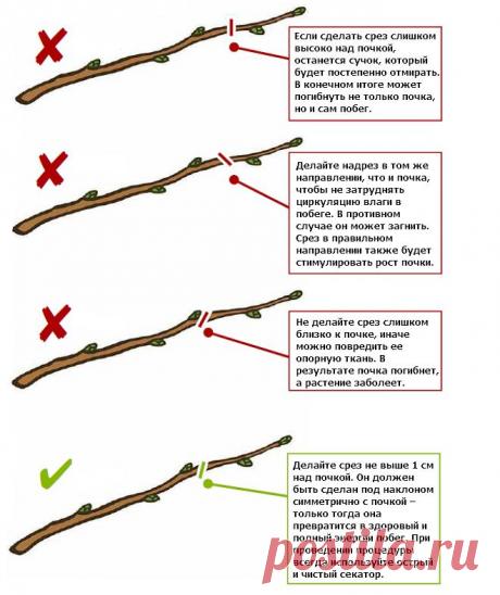 Как правильно обрезать ветку? | В саду (Огород.ru)