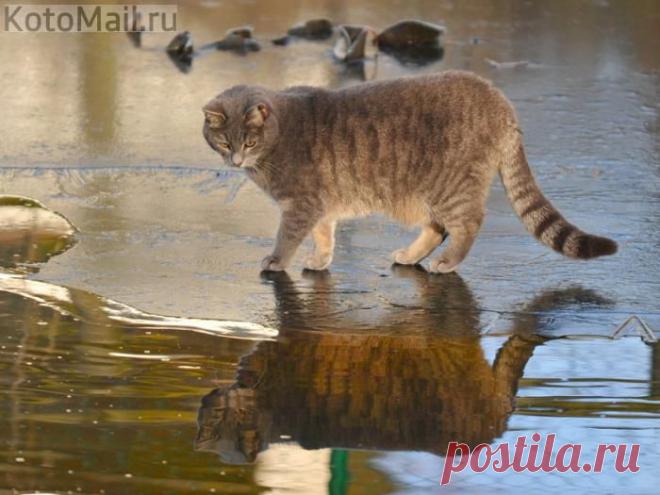 По тонкому льду! | KotoMail.ru