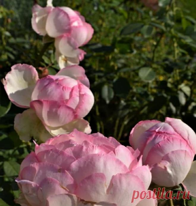 Оноре де Бальзак