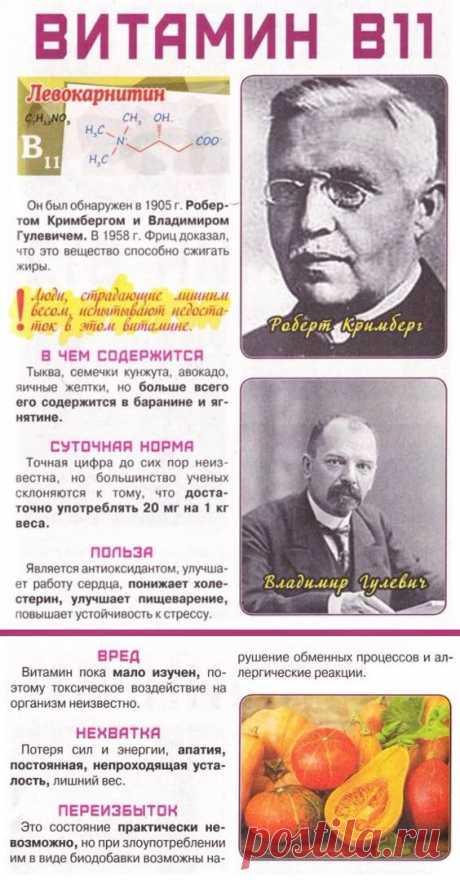 Витамин В11 в организме человека