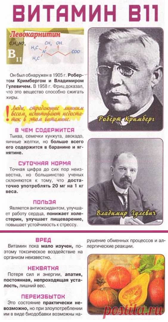 Витамин В11 в организме человека