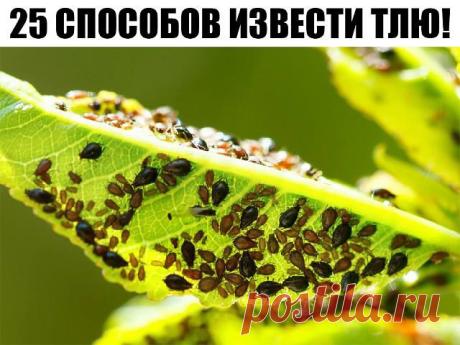 25 СПОСОБОВ ИЗВЕСТИ ТЛЮ!!! 1. Водкой. Для обработки пойдет самая дешевая. Все, что нужно, так это налить ее в пульверизатор и опрыснуть растения. 2. Кока-колой. Использовать так же,